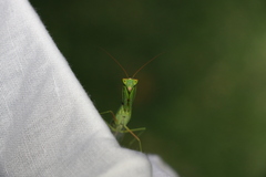 Orthodera ministralis