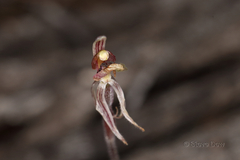 Caladenia pachychila