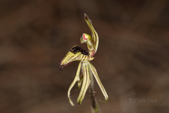 Caladenia pachychila