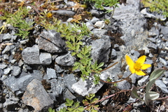 Bidens sharpii