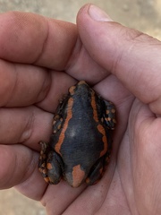 Phrynomantis bifasciatus