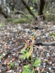 Caladenia tessellata