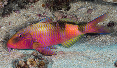 Parupeneus multifasciatus