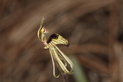 Caladenia pachychila
