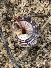 Helicellinae