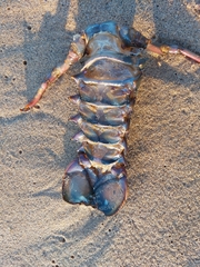 Sagmariasus verreauxi