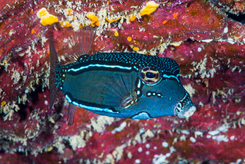 Whitley's boxfish (Ostracion whitleyi) — Ostraciidae