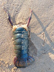 Sagmariasus verreauxi