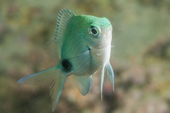 Abudefduf sparoides