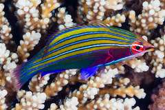 Pseudocheilinus tetrataenia