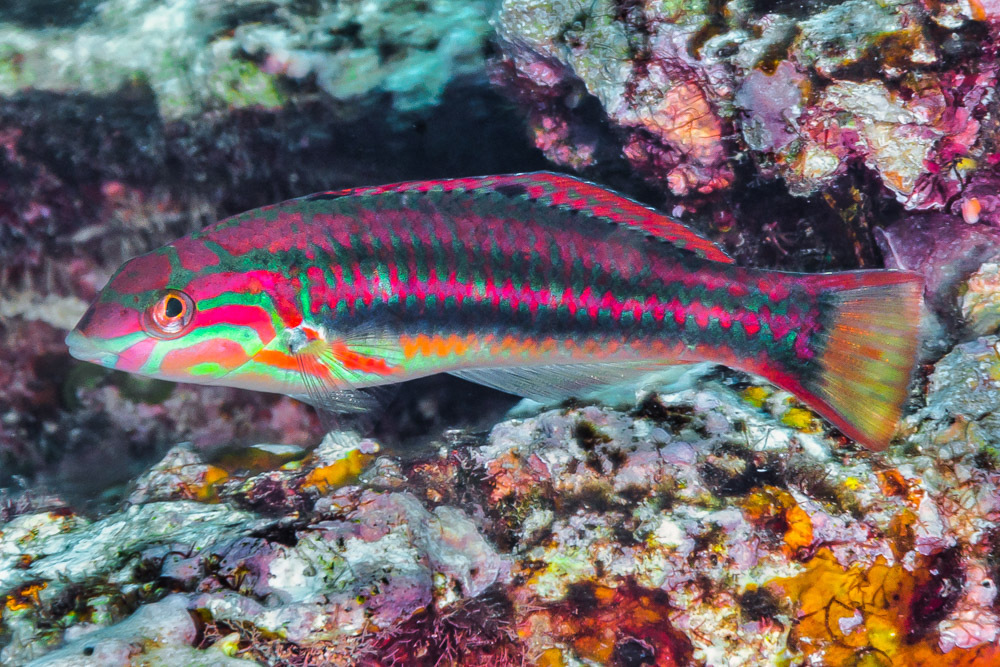 Fivestripe Wrasse