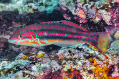 Thalassoma quinquevittatum