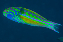 Thalassoma quinquevittatum