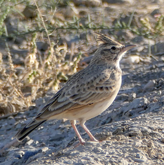 Galerida cristata