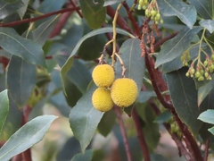 Arbutus unedo