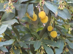 Arbutus unedo