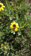 Chauliognathus basalis