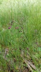 Arthropodium