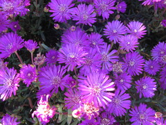 Lampranthus haworthii