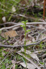 Pterostylis jonesii
