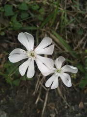 Silene undulata undulata