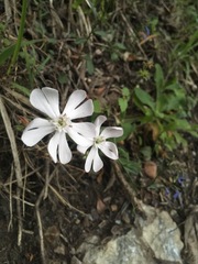 Silene undulata undulata