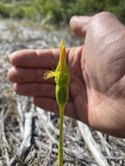 Pterostylis tasmanica