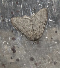 Epirrita dilutata