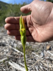 Pterostylis tasmanica