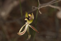 Caladenia attingens