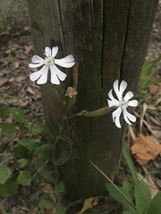 Silene undulata undulata