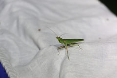 Orthodera ministralis