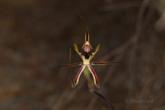 Caladenia attingens