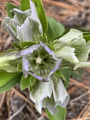 Gentiana villosa