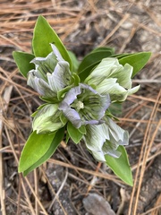 Gentiana villosa