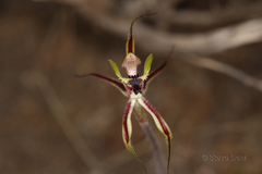 Caladenia attingens