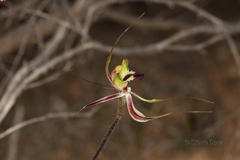 Caladenia attingens