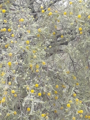 Vachellia erioloba