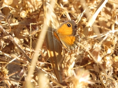 Pyronia cecilia
