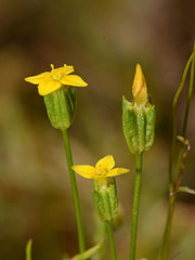 Cicendia quadrangularis