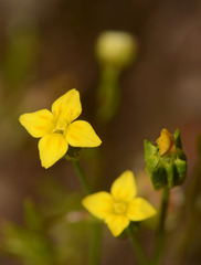 Cicendia quadrangularis