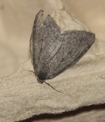 Epirrita dilutata