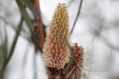 Hakea multilineata