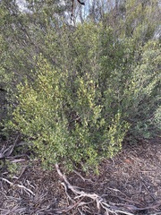 Alyxia buxifolia