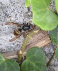 Vespa velutina
