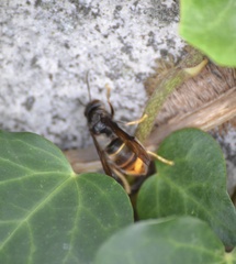 Vespa velutina