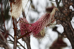 Hakea multilineata