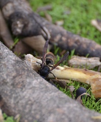 Vespa velutina