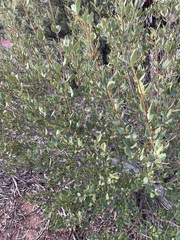 Alyxia buxifolia