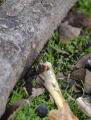 Vespa velutina